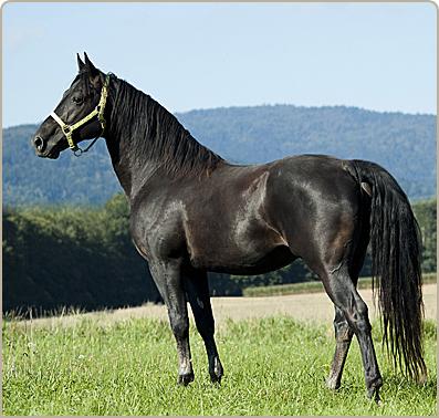 IlianoSEP5