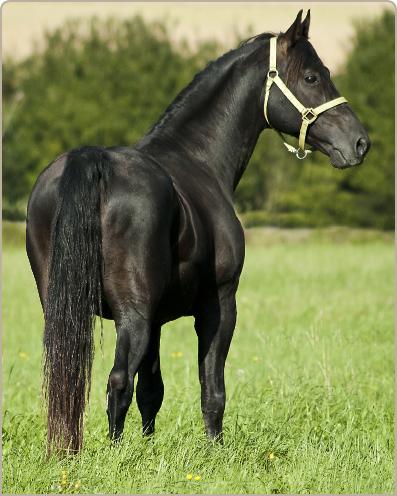 Iliano3